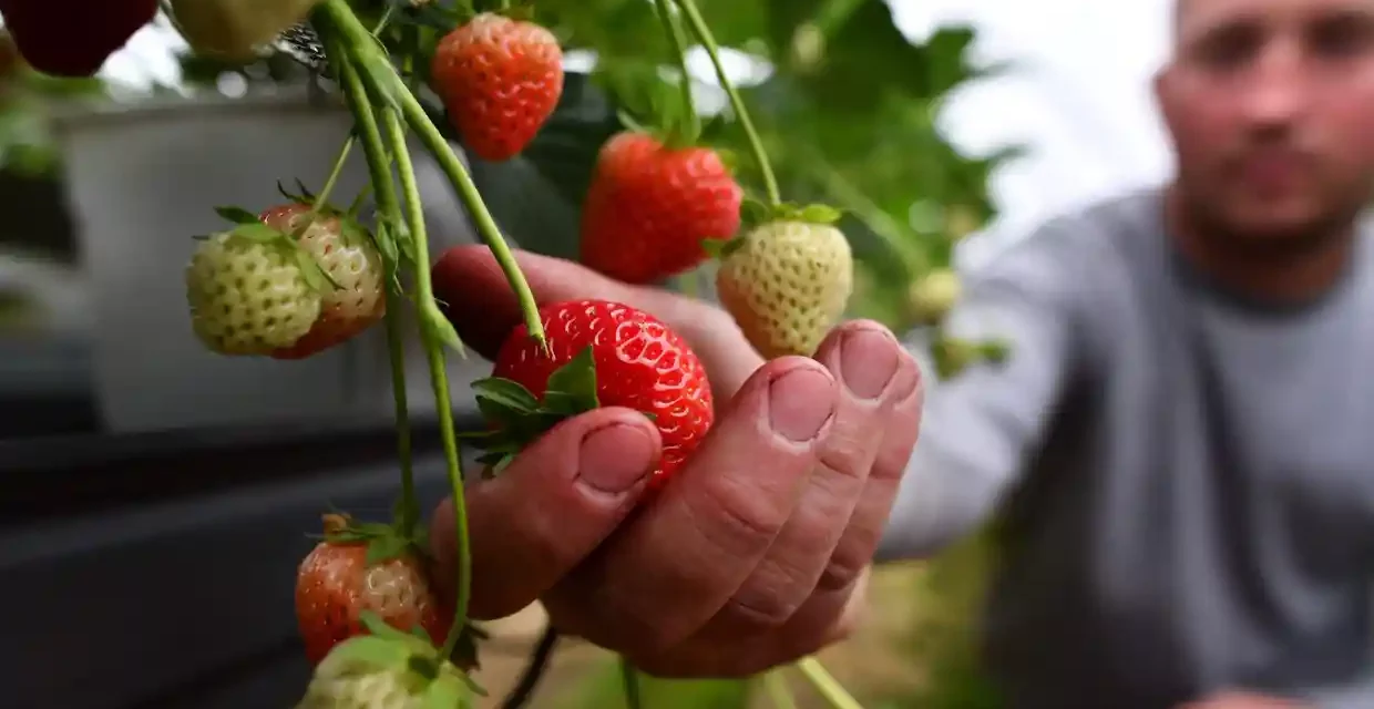 A greener greenhouse: solar panels trialled on Wimbledon berries farm