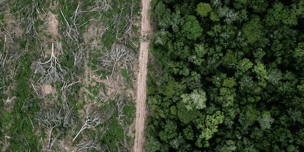 PwC: 55% of global GDP at risk from nature loss